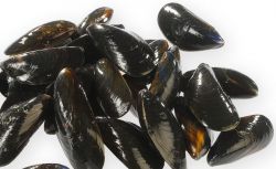 Rappel produit MOULES DE L'ETANG DE THAU Toutes les Catgories Eleves dans lEtang de Thau (dont les moules de Bouzigues)Mises en vente entre le 21 septembre et le 2 octobre 2015 sur l'ensemble du territoire national